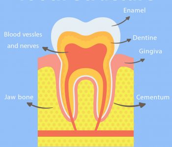 Components of Teeth.
